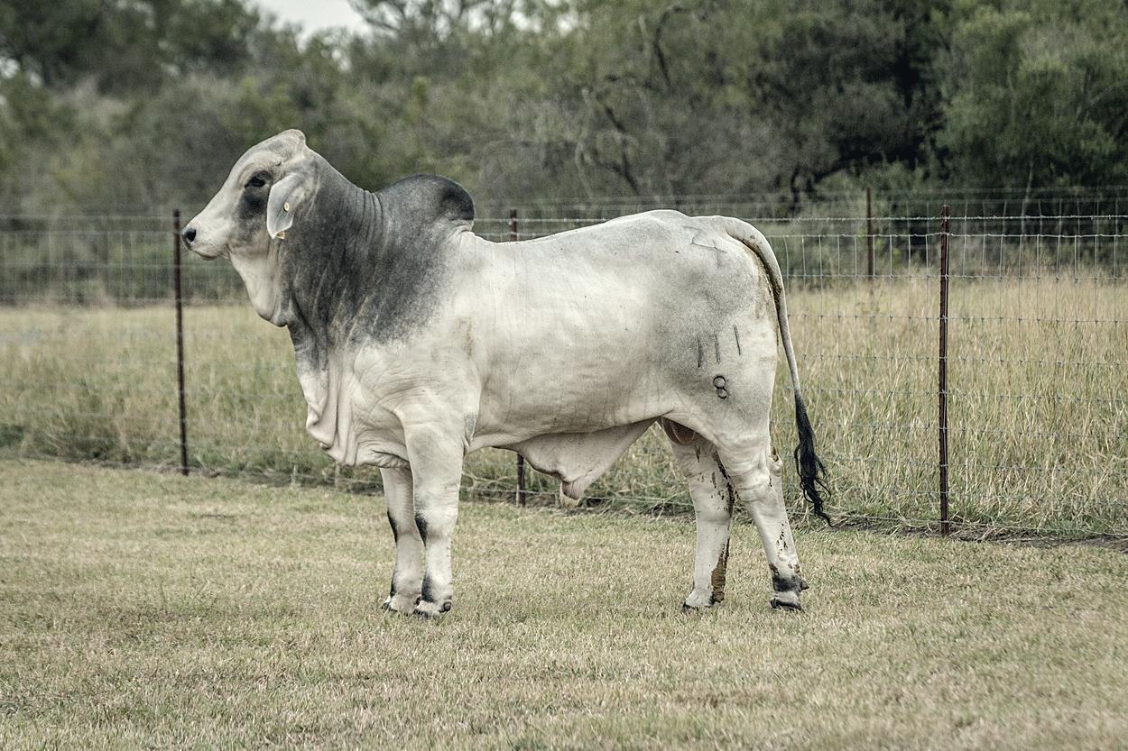 Registered Brahman bull