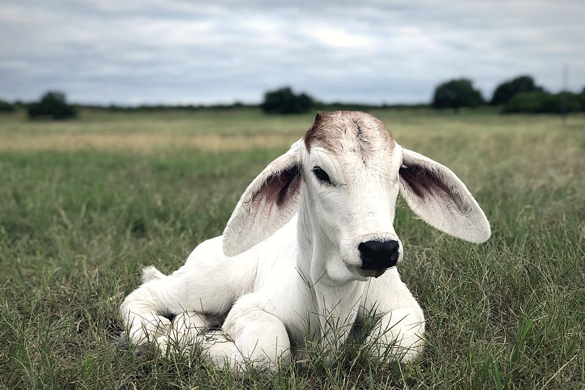 Brahman calf