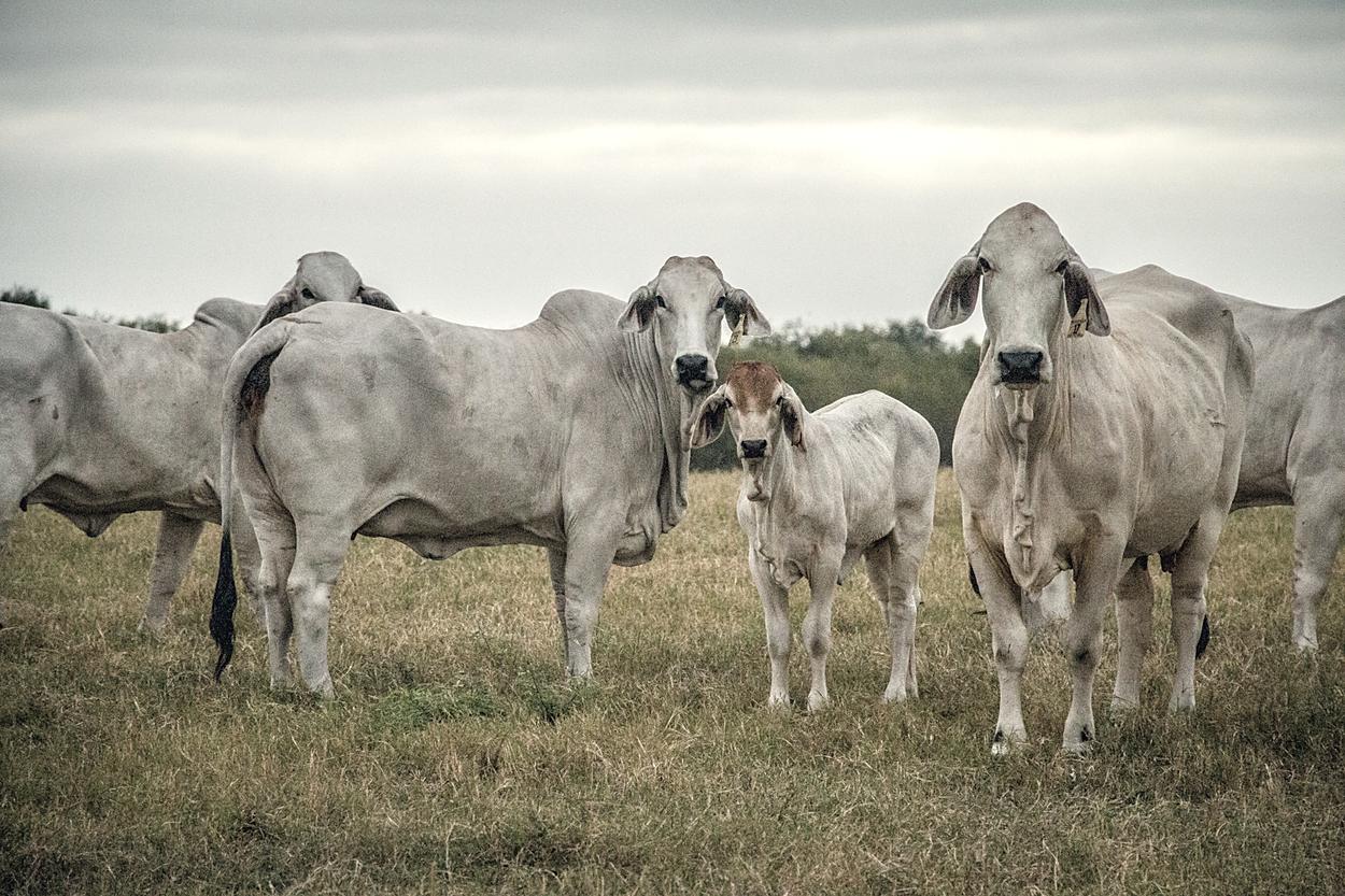 The cow herd