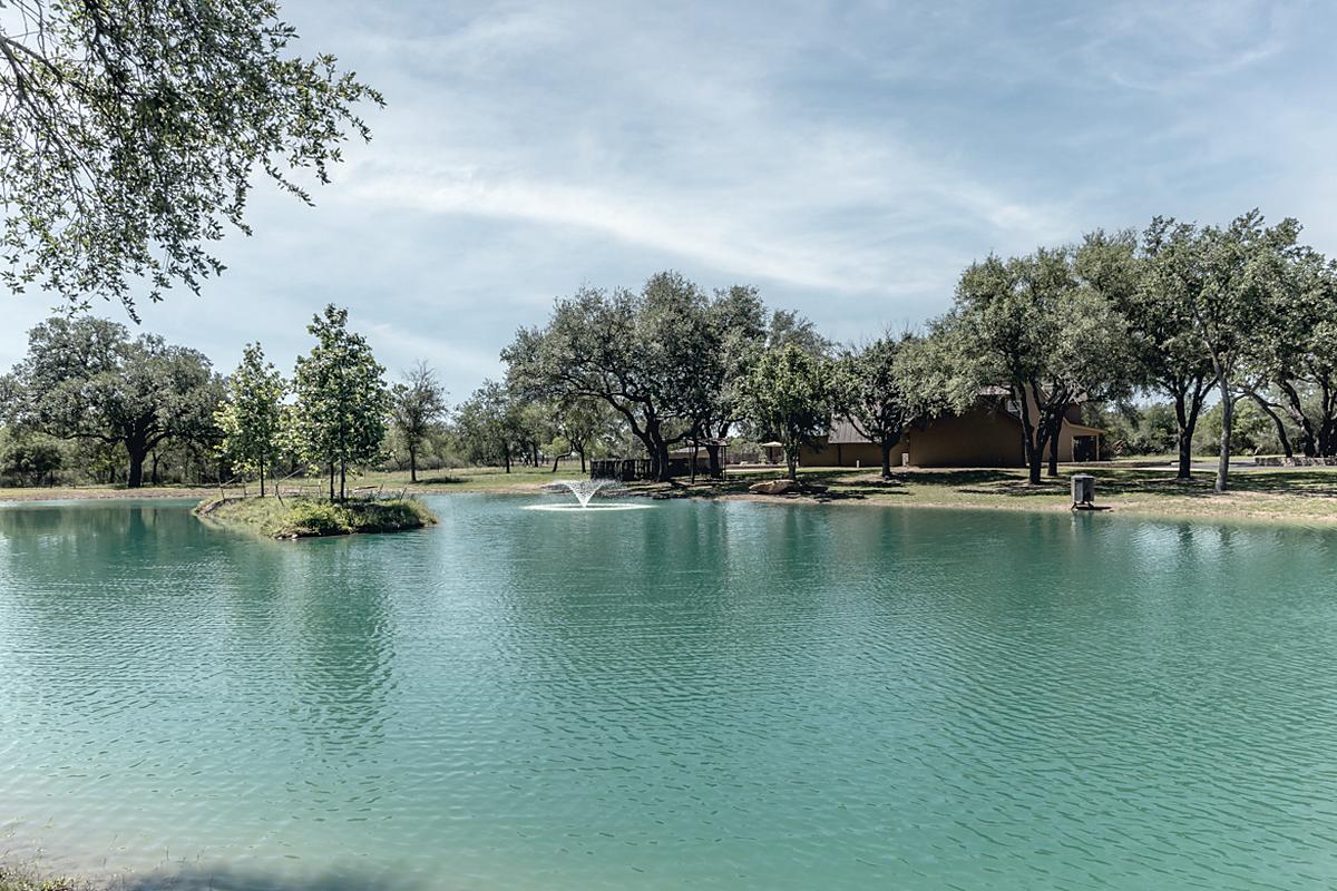 Live oak over the water